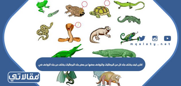 اقارن كيف يختلف جلد كل من البرمائيات والزواحف بعضها عن بعض جلد البرمائيات يختلف عن جلد الزواحف في