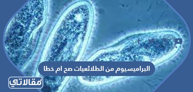 البراميسيوم من الطلائعيات صح ام خطا