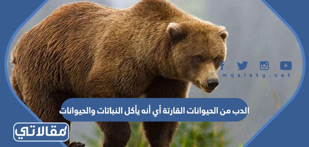 الدب من الحيوانات القارتة أي أنه يأكل النباتات والحيوانات