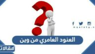 العنود العامري من وين