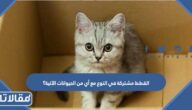 القطط مشتركة في النوع مع أي من الحيوانات الآتية