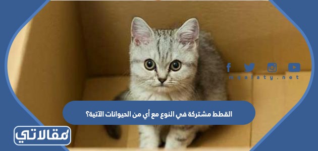 القطط مشتركة في النوع مع أي من الحيوانات الآتية