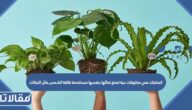 المنتجات هي مخلوقات حية تصنع غذائها بنفسها مستخدمة طاقة الشمس مثل النباتات