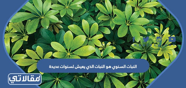 النبات السنوي هو النبات الذي يعيش لسنوات عديدة