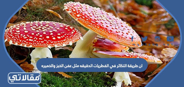 ان طريقة التكاثر في الفطريات الدقيقه مثل عفن الخبز والخميره