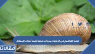 تتميز الخياشيم في الرخويات ببروزات خيطية تشبه أهداب السجادة.