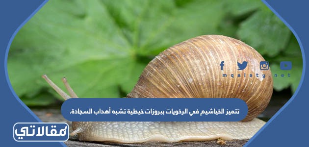 تتميز الخياشيم في الرخويات ببروزات خيطية تشبه أهداب السجادة.