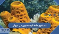 تستخرج مادة الإسفنجين من حيوان