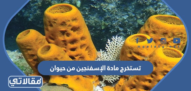 تستخرج مادة الإسفنجين من حيوان