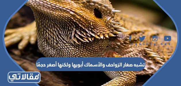 تشبه صغار الزواحف والأسماك أبويها ولكنها أصغر حجمًا