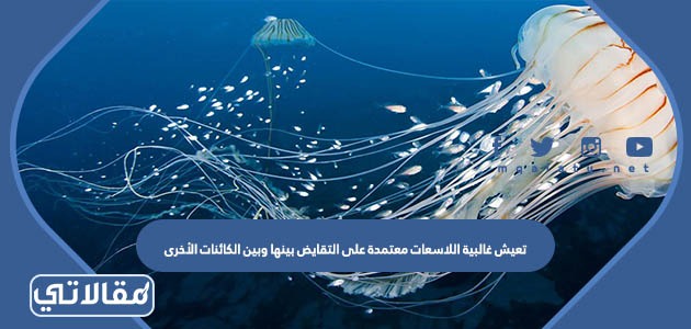 تعيش غالبية اللاسعات معتمدة على التقايض بينها وبين الكائنات الأخرى