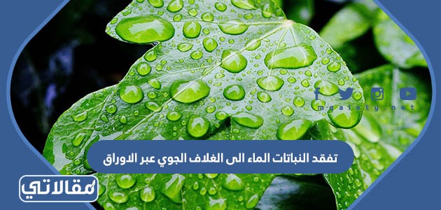 تفقد النباتات الماء الى الغلاف الجوي عبر الاوراق في عملية تسمى التلقيح النتح الانتشار