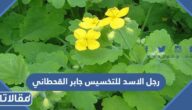 رجل الاسد للتخسيس جابر القحطاني