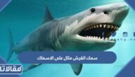 سمك القرش مثال على الاسماك