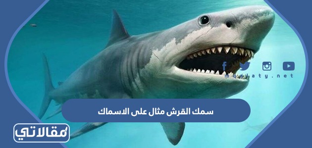 سمك القرش مثال على الاسماك