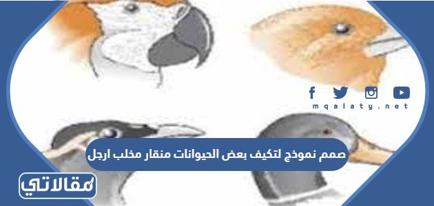 صمم نموذج لتكيف بعض الحيوانات منقار مخلب ارجل