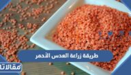 ما طريقة زراعة العدس الأحمر بالخطوات