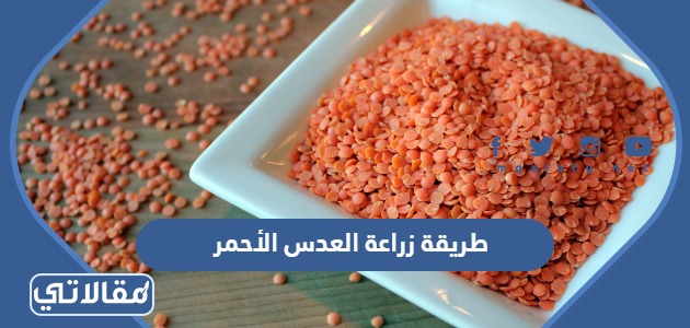 طريقة زراعة العدس الأحمر