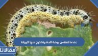 عندما تفقس بيضة الحشرة تخرج منها اليرقة