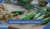 في تجربة مندل لنبات البازلاء ظهرت الصفة السائدة، وهي