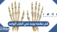 كم عظمة توجد في الكف الواحد