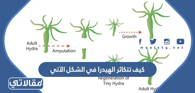كيف تتكاثر الهيدرا في الشكل الآتي