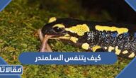كيف يتنفس السلمندر