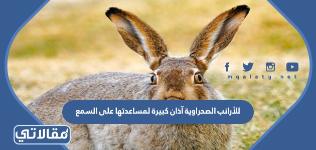 للأرانب الصحراوية آذان كبيرة لمساعدتها على السمع