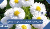 لماذا ترى الحشرات الازهار البيضاء على انها بنفسجية اللون