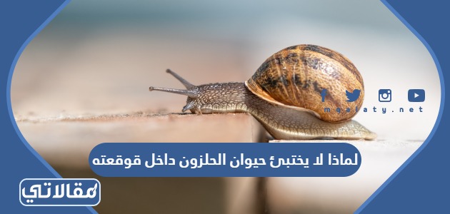 لماذا لا يختبئ حيوان الحلزون داخل قوقعته