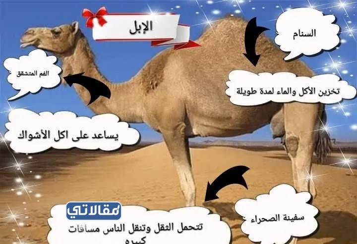 مطوية التكيف ثالث ابتدائي جاهزة للطباعة