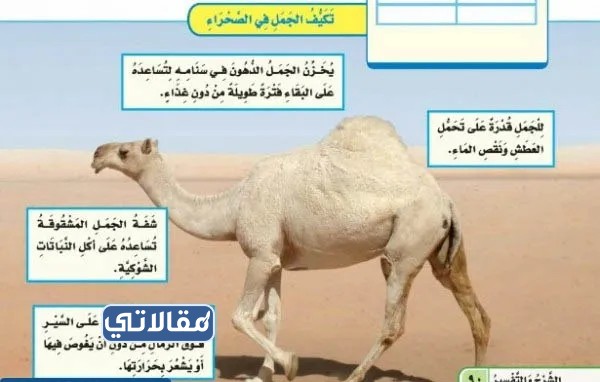 مطوية التكيف ثالث ابتدائي جاهزة للطباعة