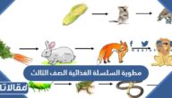 مطوية السلسلة الغذائية الصف الثالث الابتدائي جاهزة للتحميل