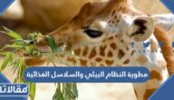 مطوية النظام البيئي والسلاسل الغذائية جاهزة للطباعة