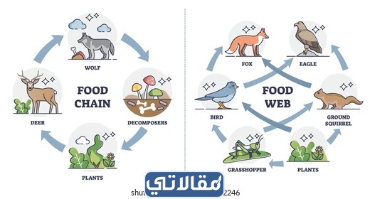 مطوية النظام البيئي والسلاسل الغذائية جاهزة للطباعة