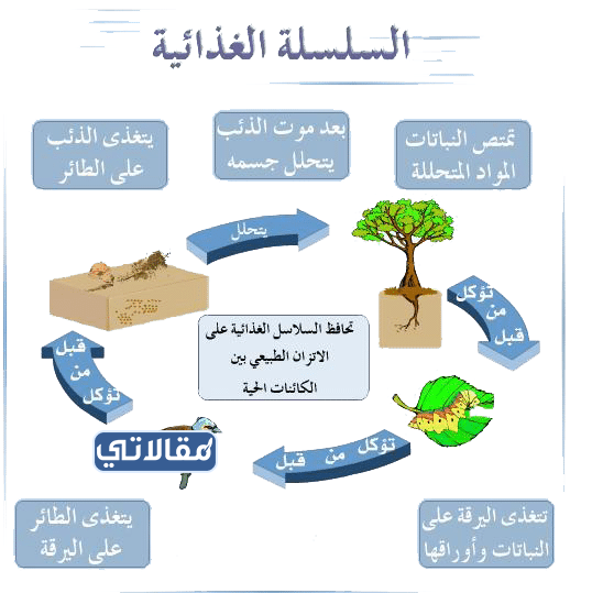 مطوية النظام البيئي والسلاسل الغذائية جاهزة للطباعة