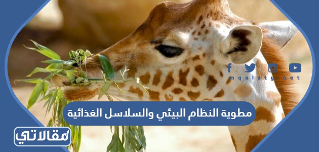 مطوية النظام البيئي والسلاسل الغذائية