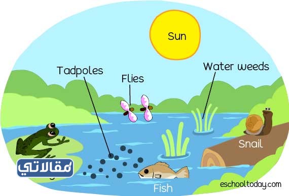 مطوية علوم خامس ابتدائي