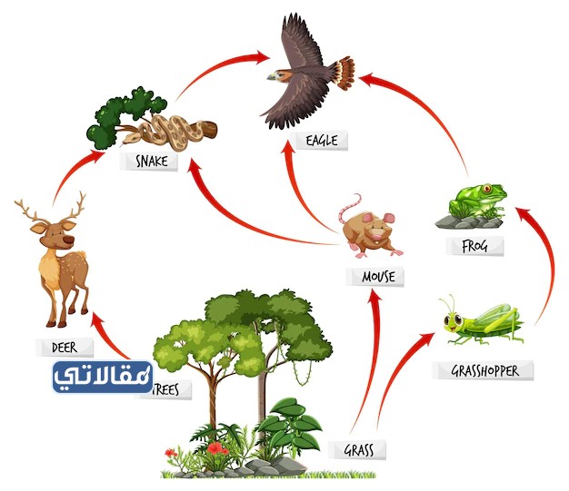 مطوية عن علاقة السلسلة الغذائية والشبكة الغذائية