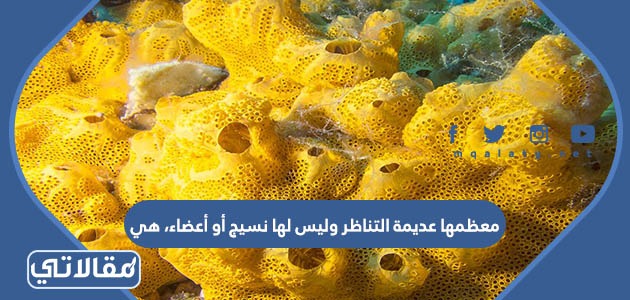 معظمها عديمة التناظر وليس لها نسيج أو أعضاء، هي