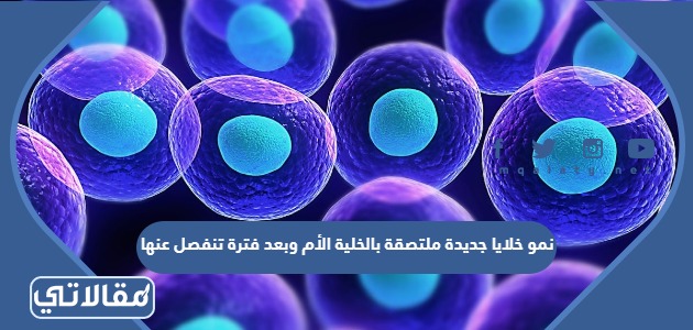 نمو خلايا جديدة ملتصقة بالخلية الأم وبعد فترة تنفصل عنها