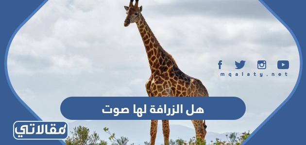 هل الزرافة لها صوت