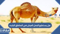 هل يستطيع الجمل العيش في المناطق البارده