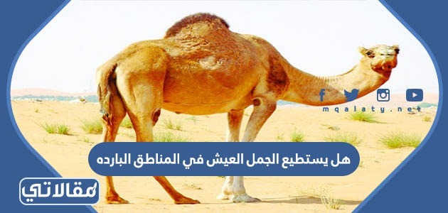 هل يستطيع الجمل العيش في المناطق البارده
