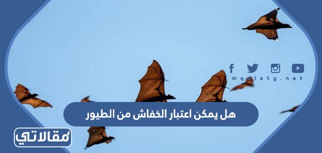 هل يمكن اعتبار الخفاش من الطيور