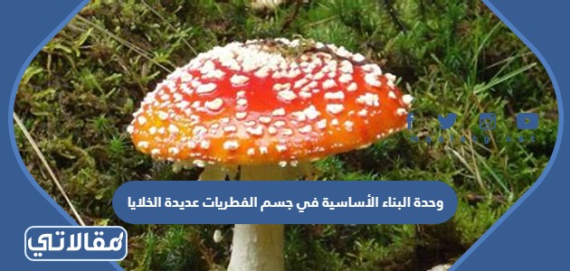 وحدة البناء الأساسية في جسم الفطريات عديدة الخلايا