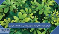 يتم في النبات عمليتي البناء الضوئي والتنفس وهما متعاكستان تقريبا