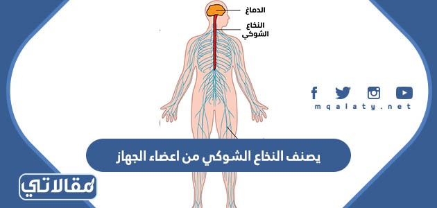 يصنف النخاع الشوكي من اعضاء الجهاز