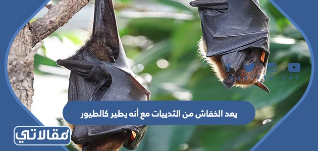 يعد الخفاش من الثدييات مع أنه يطير كالطيور
