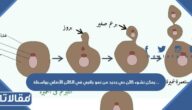 يمكن نشوء كائن حي جديد من نمو جانبي في الكائن الأصلي بواسطة ……………